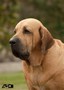 Matriz - Fila Brasileiro Dourado - Canil Singular - Olivia